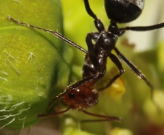 Endiodioctes