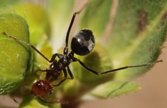 Endiodioctes