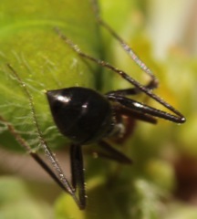 Endiodioctes