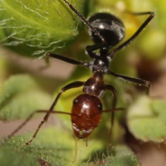 Endiodioctes