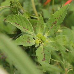 Euphorbia cuphosperma