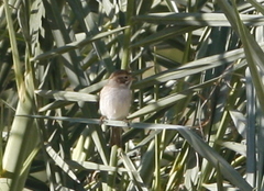 Spizella breweri