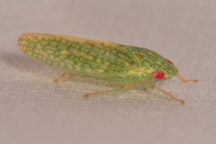 Rugosana