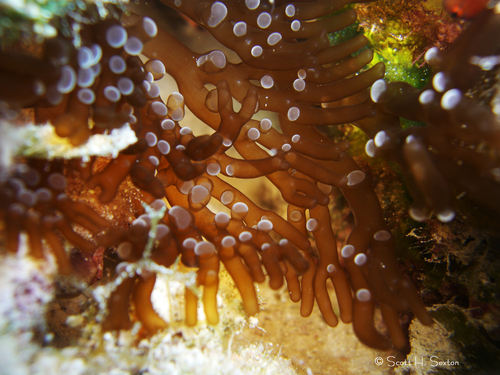 Photo of Branching anemone (Lebrunia neglecta)
