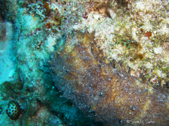 Holothuria thomasi