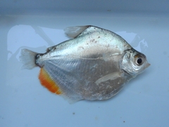 Mylossoma