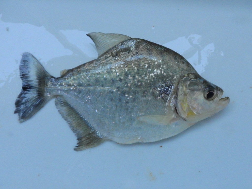 Grizzed Piranha
