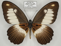 Papilio zenobia