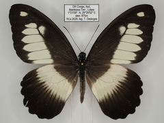 Papilio zenobia