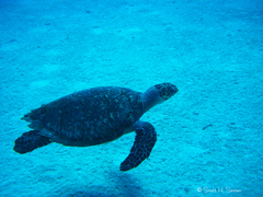 Hawksbill sea turtle