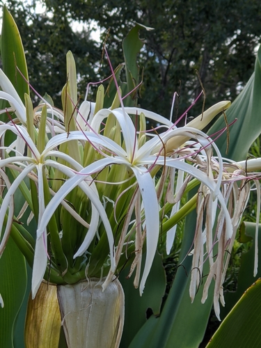 Crinum asiaticum image