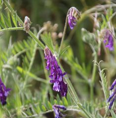 Vicia villosa villosa
