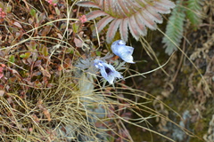 Aconitum gammiei