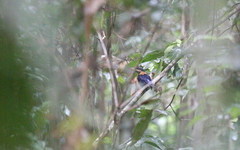 Actenoides concretus