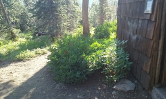 Sambucus racemosa racemosa