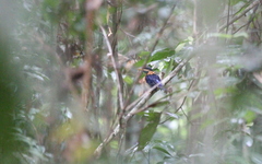 Actenoides concretus