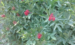Sambucus racemosa racemosa