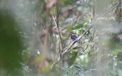 Actenoides concretus