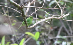 Chloropsis cyanopogon