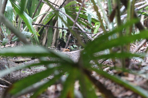 Rail-babbler (Eupetes macrocerus), photo 8