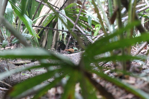 Rail-babbler (Eupetes macrocerus), photo 2