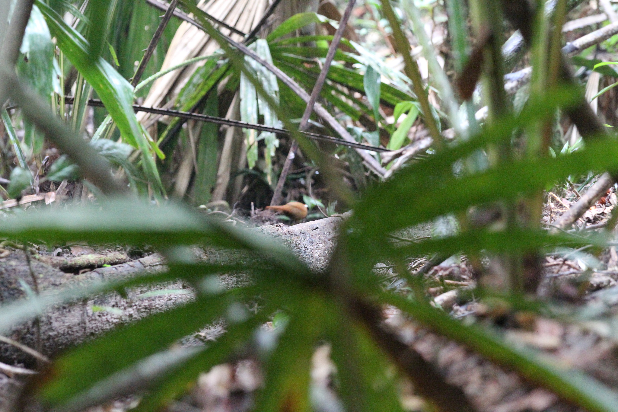Rail-babbler (Eupetes macrocerus), photo 2