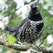 Spruce Grouse - Photo (c) Gavan Watson, some rights reserved (CC BY-NC-SA)