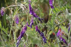 Vicia villosa villosa