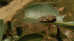 Polybothris pyropyga