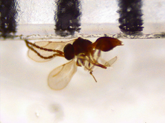 Ceraphronoidea