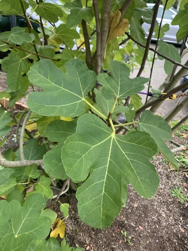 Ficus carica