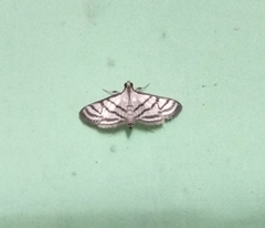 Ravanoa xiphialis