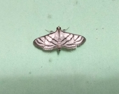 Ravanoa xiphialis