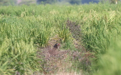 Gallicrex cinerea