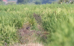 Gallicrex cinerea