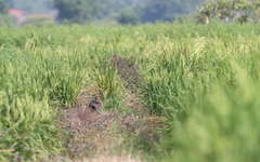 Gallicrex cinerea