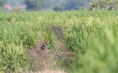 Gallicrex cinerea