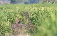 Gallicrex cinerea