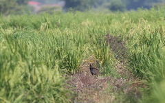 Gallicrex cinerea
