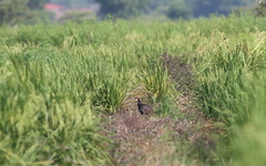 Gallicrex cinerea