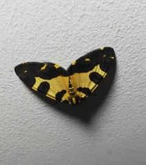 Pantherodes unciaria