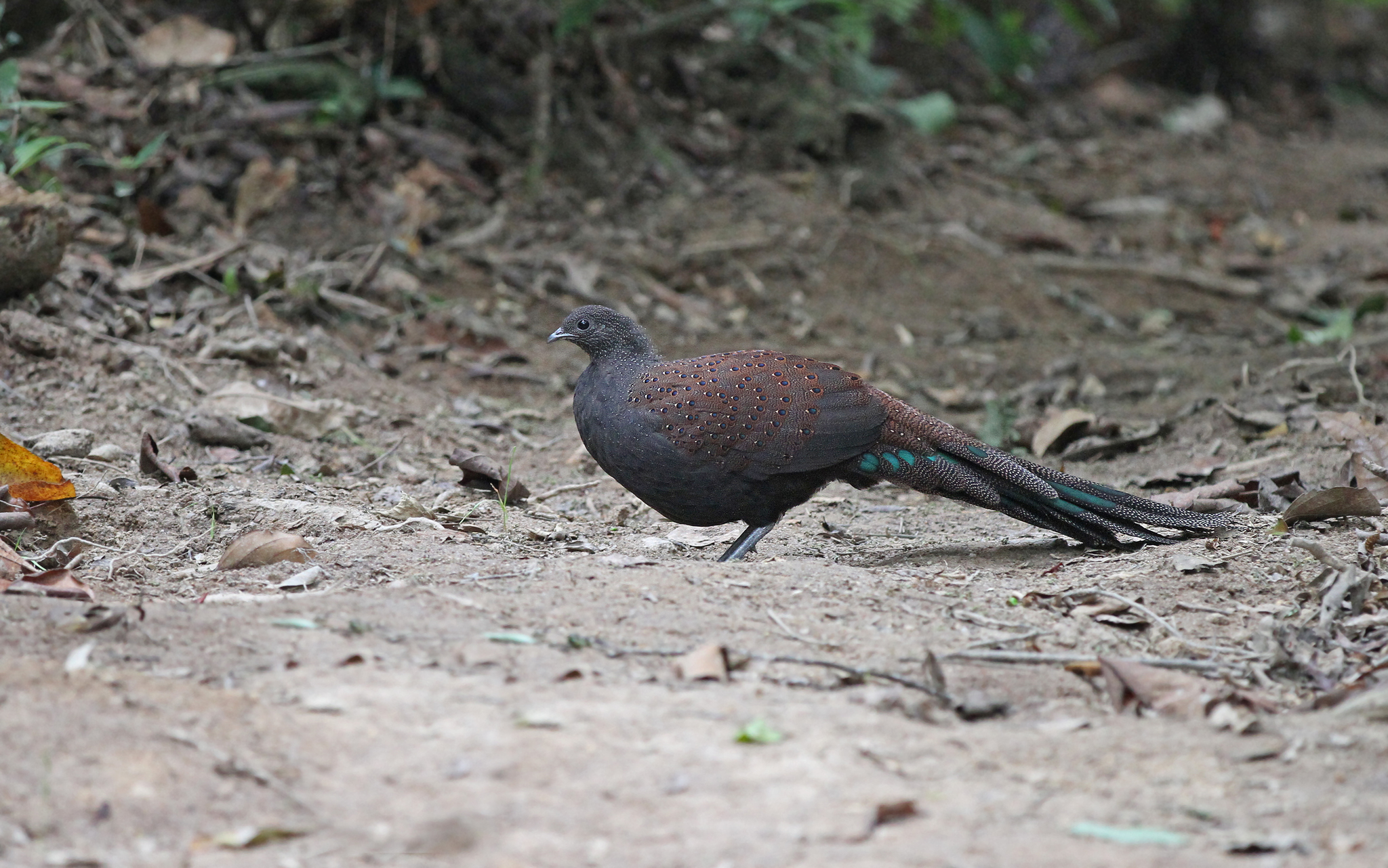 Mountain Peacock-Pheasant (Polyplectron inopinatum), photo 9