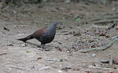 Polyplectron inopinatum