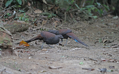 Polyplectron inopinatum