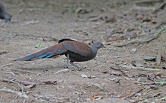 Polyplectron inopinatum