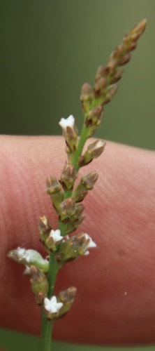 Image of Torch Rootthug by (c) Tony Rebelo, some rights reserved (CC BY-SA)