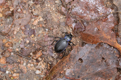Carabus sylvosus