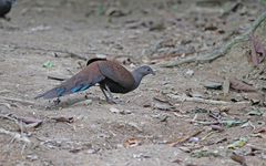 Polyplectron inopinatum