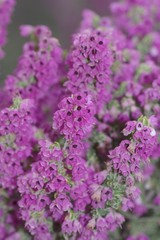Erica chamissonis
