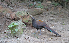 Polyplectron inopinatum